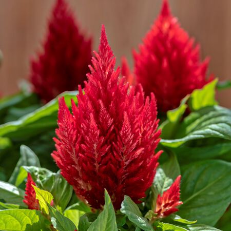 Scarlet Kimono, Celosia Seeds - Packet image number null